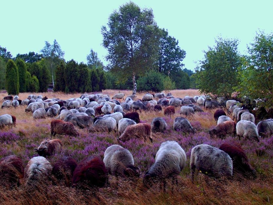 Landgasthof Heidetal Betzendorf Dış mekan fotoğraf